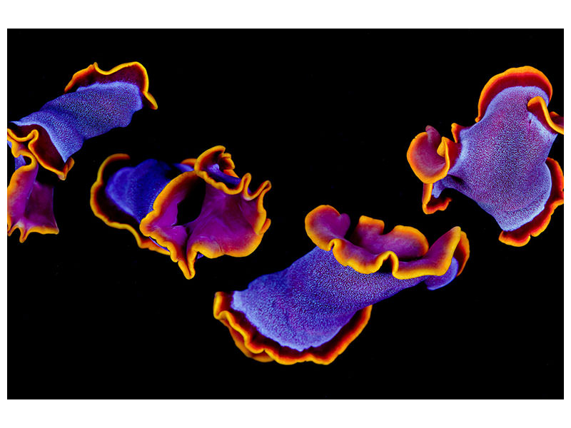 5-piece-canvas-print-flamenco