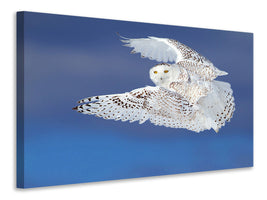 3-piece-canvas-print-flight-of-the-snowy-snowy-owl