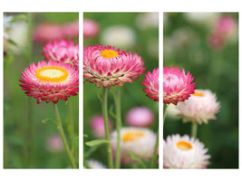 canvas-print-flowers-of-spring