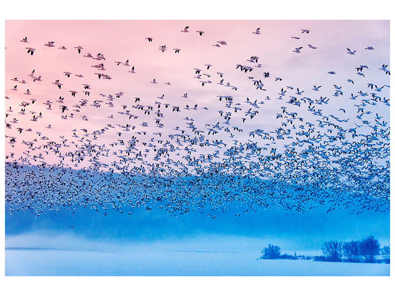 modern-3-piece-canvas-print-flying-in-the-fogging-morning