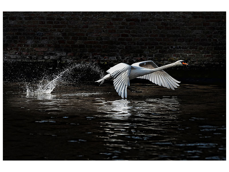 4-piece-canvas-print-flying-swan