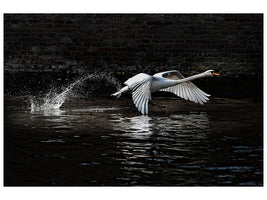 panoramic-canvas-print-flying-swan