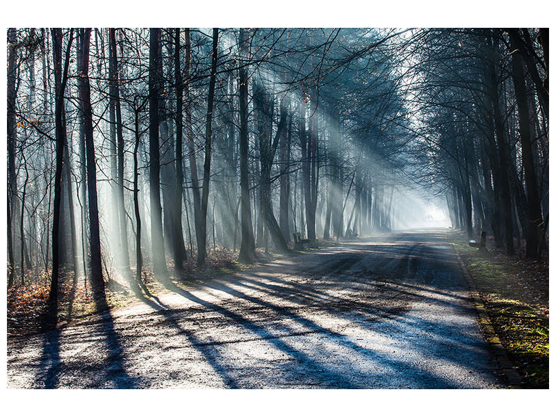 modern-4-piece-canvas-print-forest-in-the-light-beam