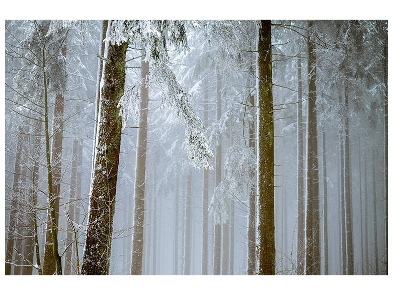 panoramic-canvas-print-forest-in-winter