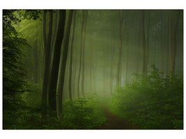 modern-3-piece-canvas-print-forest-morning
