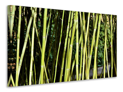 panoramic-canvas-print-fresh-bamboo