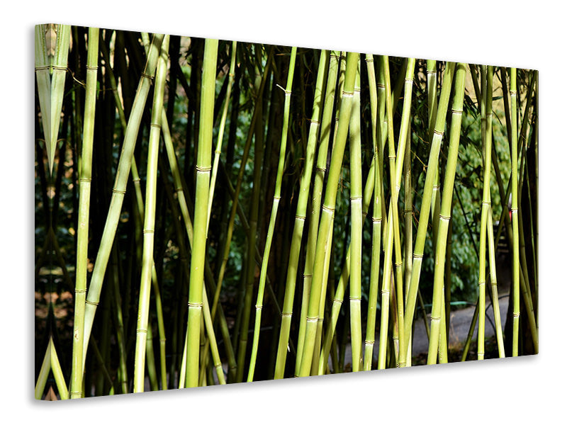 3-piece-canvas-print-fresh-bamboo