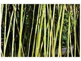 modern-4-piece-canvas-print-fresh-bamboo