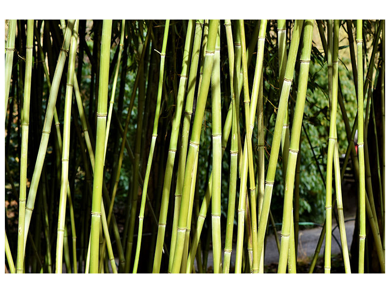 modern-3-piece-canvas-print-fresh-bamboo