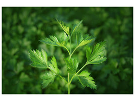 3-piece-canvas-print-fresh-parsley