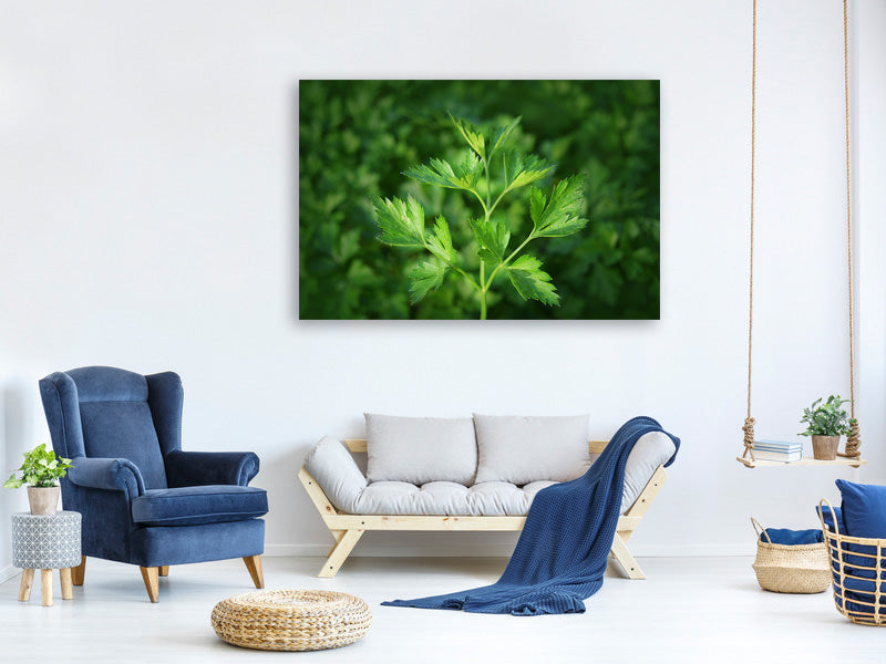 3-piece-canvas-print-fresh-parsley