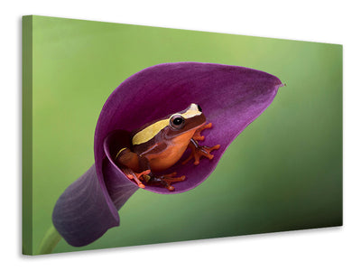modern-4-piece-canvas-print-frog-cubby-house