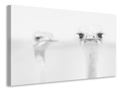 modern-3-piece-canvas-print-funny-ostrich