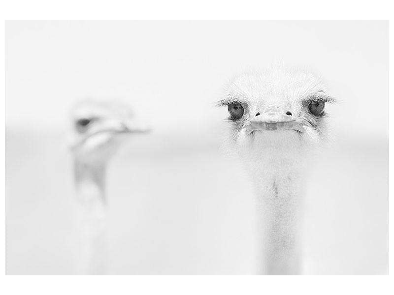 panoramic-3-piece-canvas-print-funny-ostrich