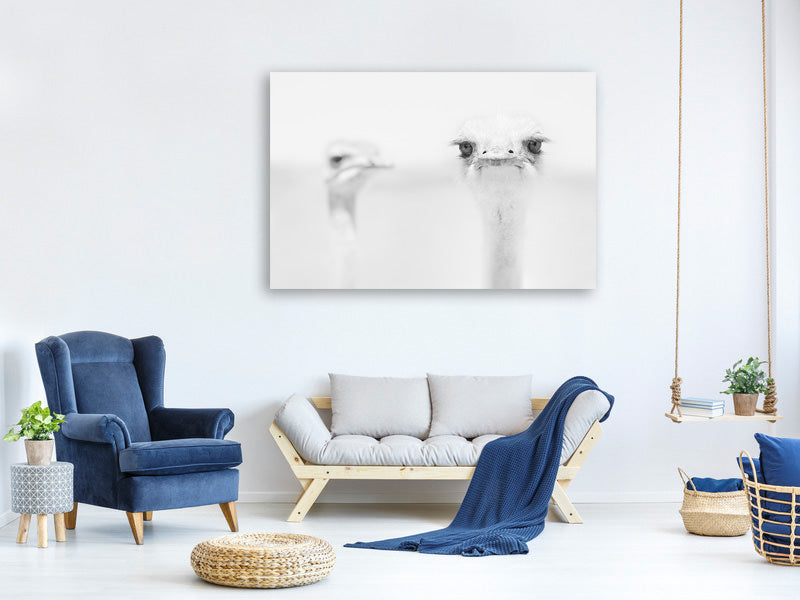 panoramic-canvas-print-funny-ostrich