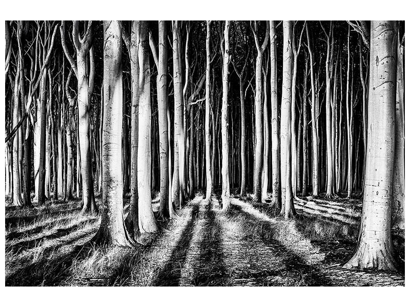 panoramic-3-piece-canvas-print-ghost-forest