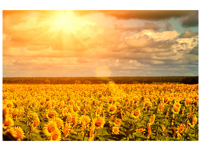 5-piece-canvas-print-golden-light-sunflower