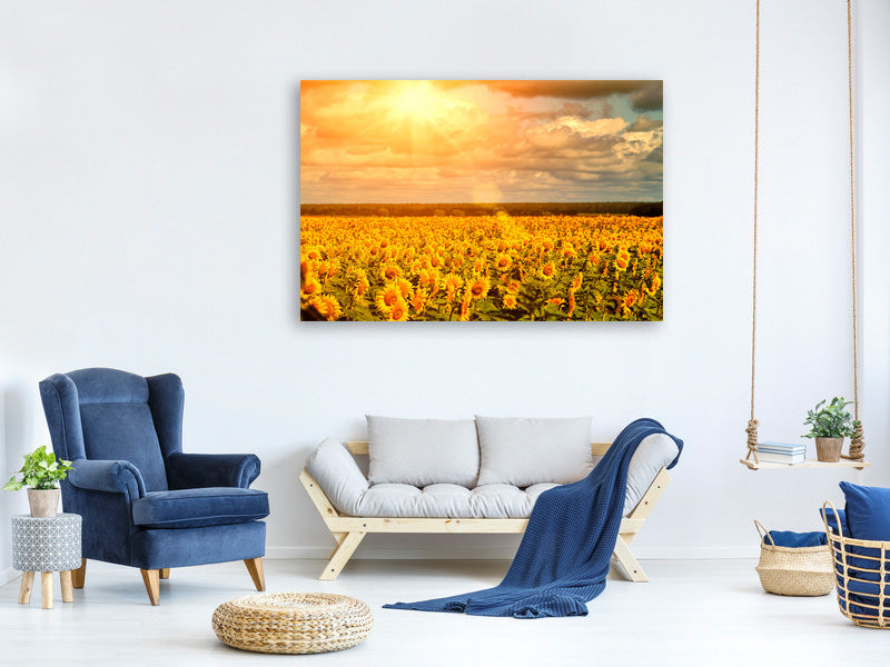 5-piece-canvas-print-golden-light-sunflower