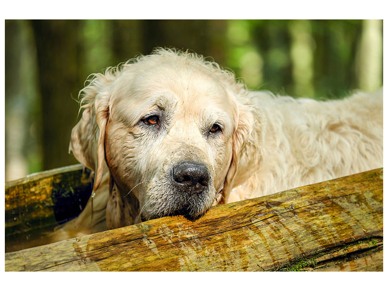 3-piece-canvas-print-golden-retriever-in-nature