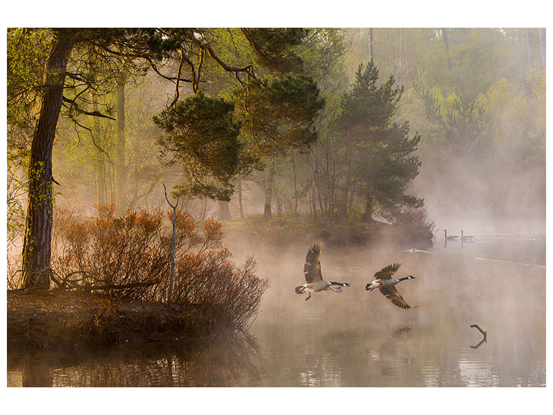 modern-3-piece-canvas-print-goose-fight
