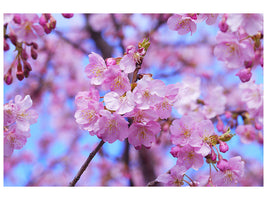 modern-4-piece-canvas-print-gorgeous-cherry-blossom