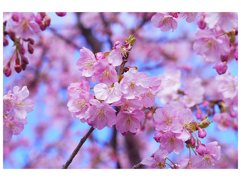 4-piece-canvas-print-gorgeous-cherry-blossom