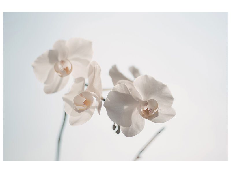 3-piece-canvas-print-graceful-orchids