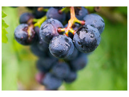 3-piece-canvas-print-grapes