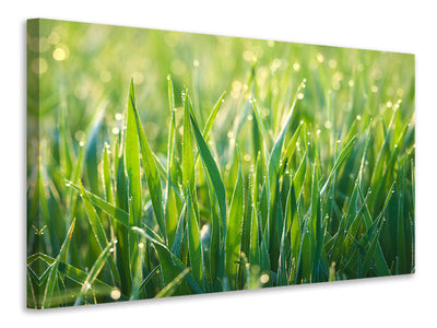 4-piece-canvas-print-grass-with-morning-dew-xl