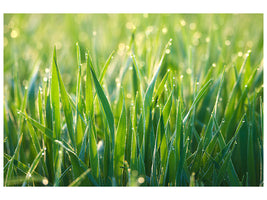 panoramic-3-piece-canvas-print-grass-with-morning-dew-xl