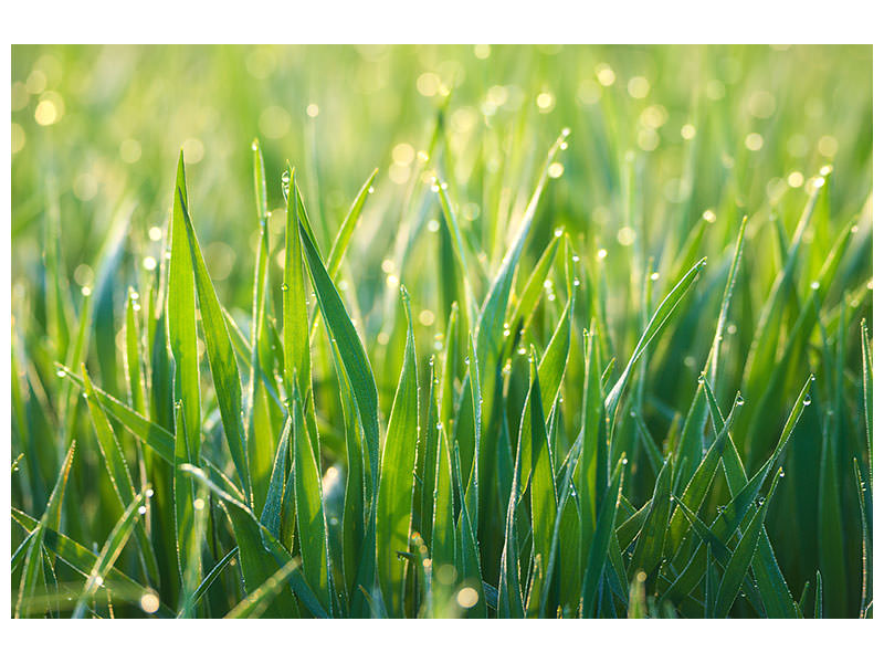 modern-3-piece-canvas-print-grass-with-morning-dew-xl