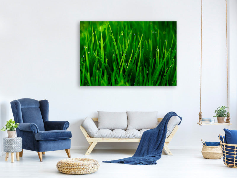 4-piece-canvas-print-grass-with-morning-dew