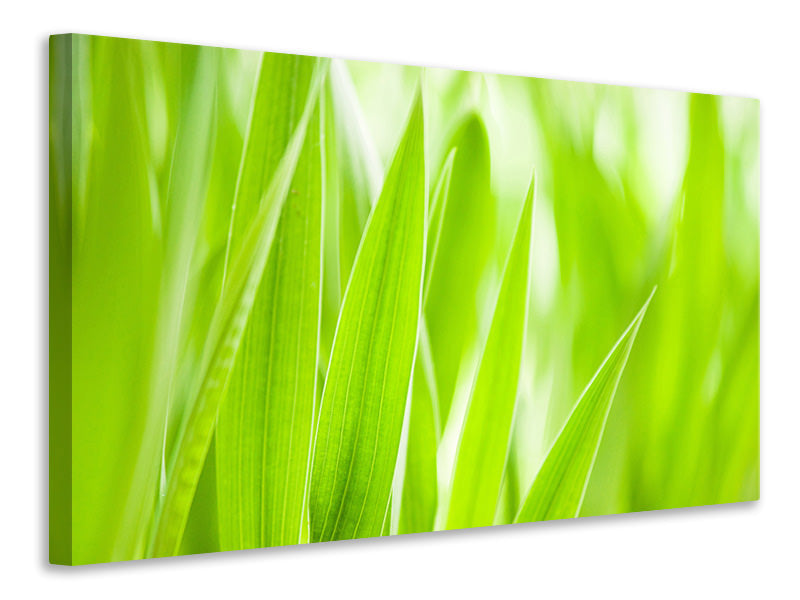 5-piece-canvas-print-grass-xxl