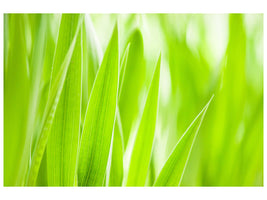 5-piece-canvas-print-grass-xxl