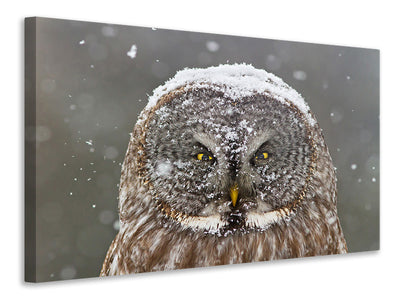 panoramic-3-piece-canvas-print-great-grey-owl-winter-portrait