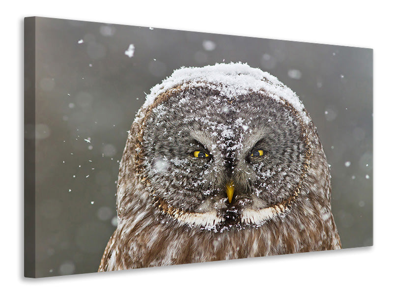 3-piece-canvas-print-great-grey-owl-winter-portrait