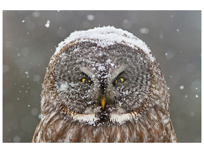 3-piece-canvas-print-great-grey-owl-winter-portrait
