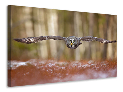 panoramic-canvas-print-great-grey-owl