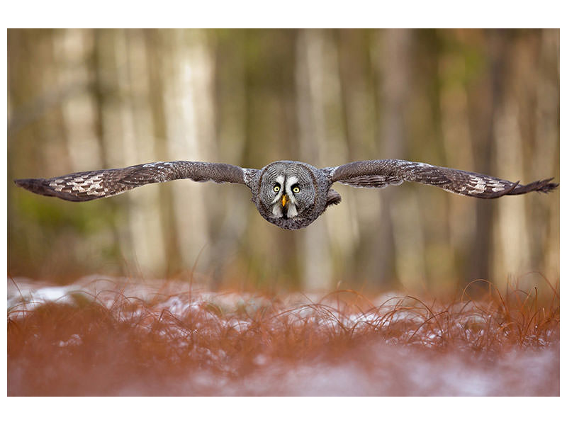 panoramic-canvas-print-great-grey-owl