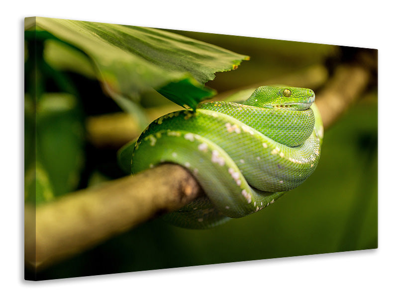 3-piece-canvas-print-green-snake