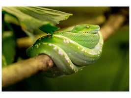 3-piece-canvas-print-green-snake