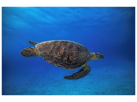 5-piece-canvas-print-green-turtle-in-the-blue
