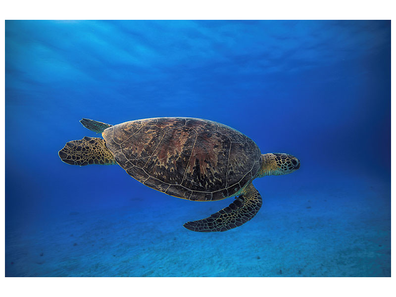modern-3-piece-canvas-print-green-turtle-in-the-blue