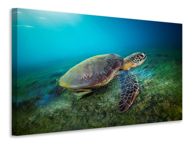 modern-3-piece-canvas-print-green-turtle