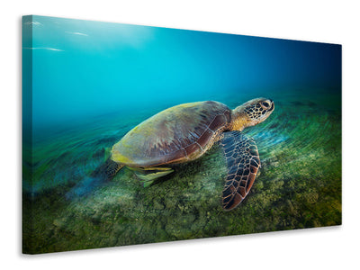 4-piece-canvas-print-green-turtle