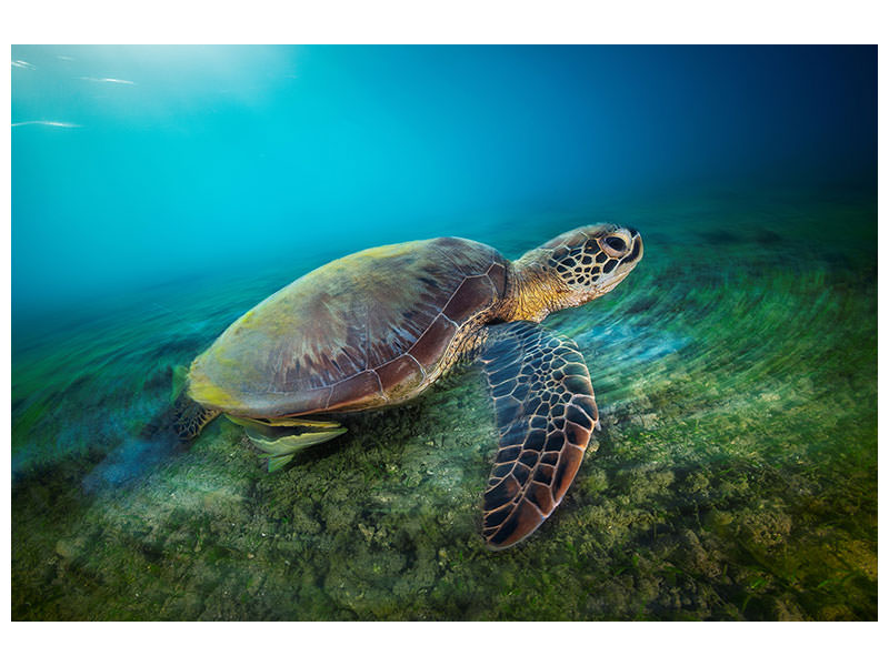 modern-4-piece-canvas-print-green-turtle