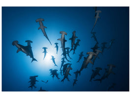 modern-4-piece-canvas-print-hammerhead-sharks-in-the-light