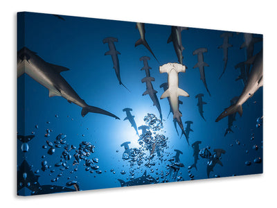 5-piece-canvas-print-hammerhead-shark