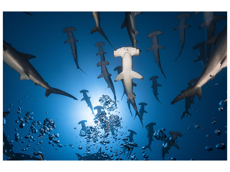 5-piece-canvas-print-hammerhead-shark