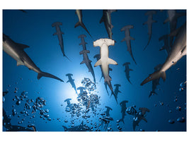 modern-3-piece-canvas-print-hammerhead-shark
